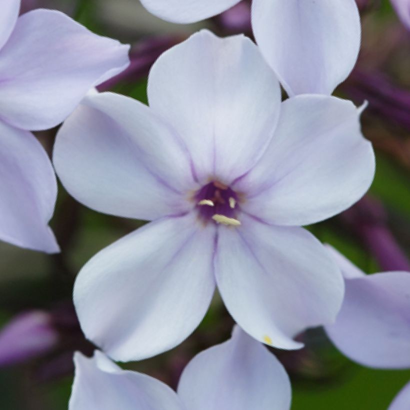 Hohe Flammenblume Flame Marine - Phlox paniculata (Blüte)