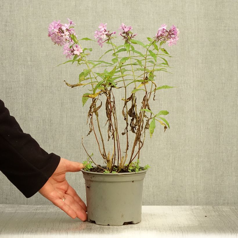 Exemplar von Phlox paniculata Hesperis - Pot de 2L/3L wie im Herbst geliefert