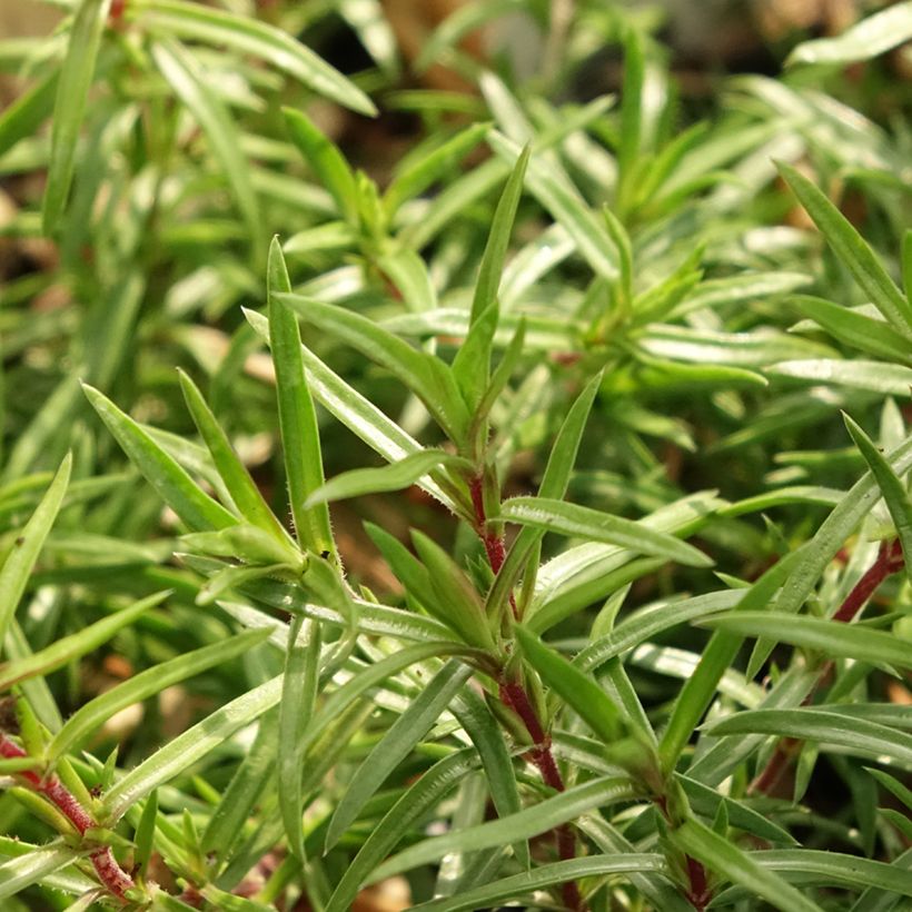 Pfriemenförmiger Phlox Atropurpurea - Phlox subulata (Laub)