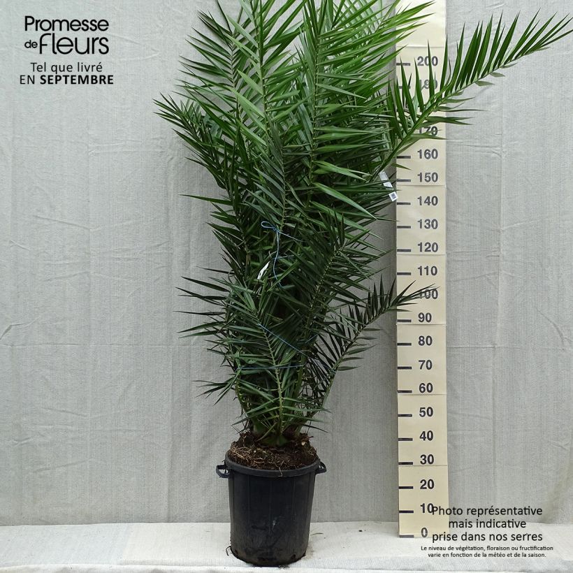 Exemplar von Phoenix canariensis - Palmier dattier des Canaries pot de 35L wie im Herbst geliefert