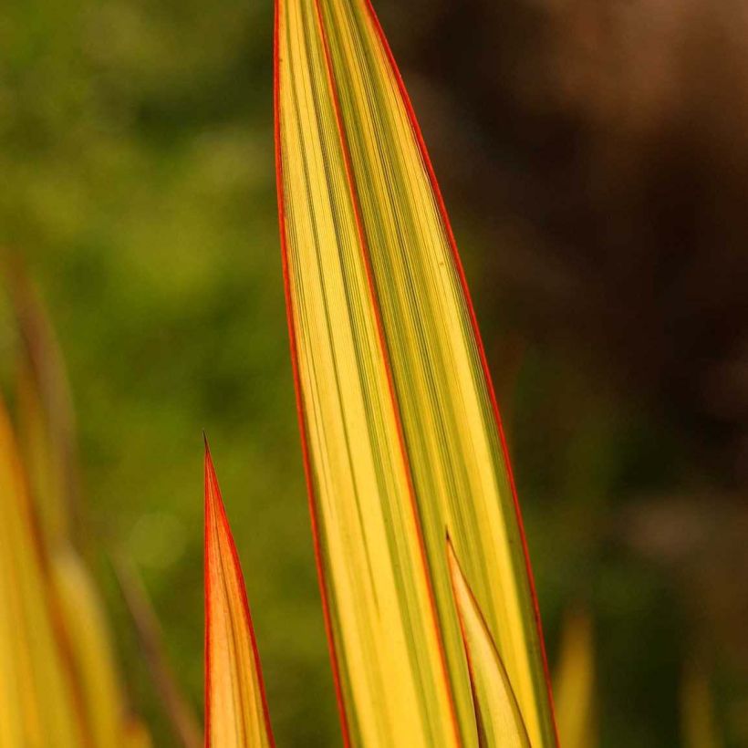 Phormium tenax Apricot Queen (Laub)