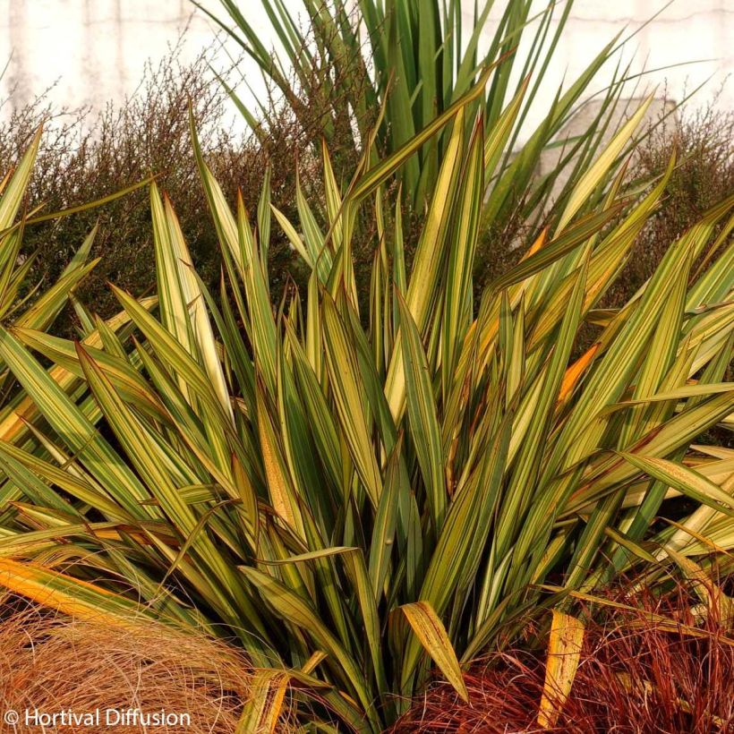 Phormium tenax Apricot Queen (Hafen)