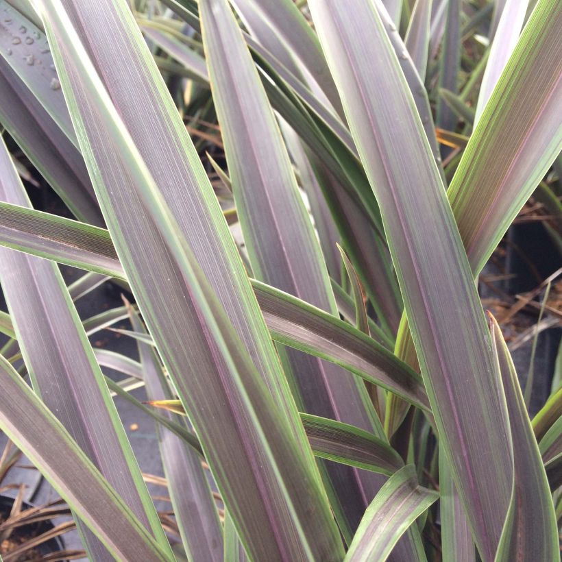 Phormium tenax Chocomint (Laub)