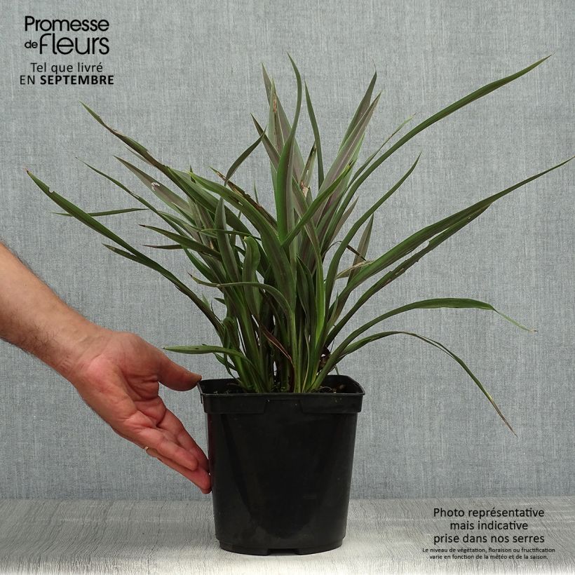 Exemplar von Phormium tenax Chocomint wie im Herbst geliefert