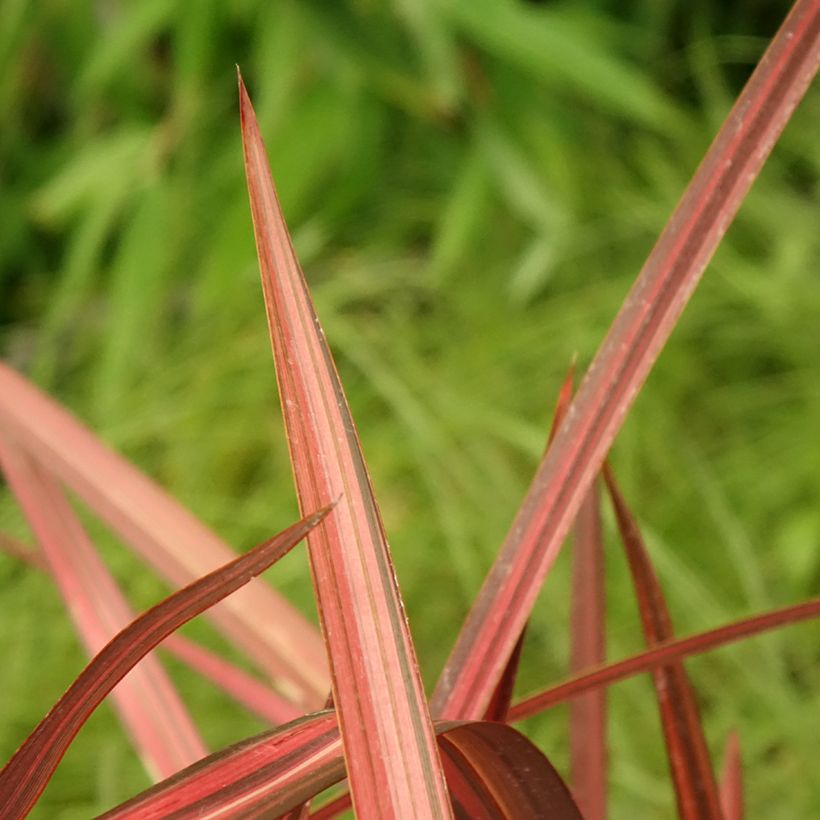 Phormium cookianum Maori Maiden (Laub)