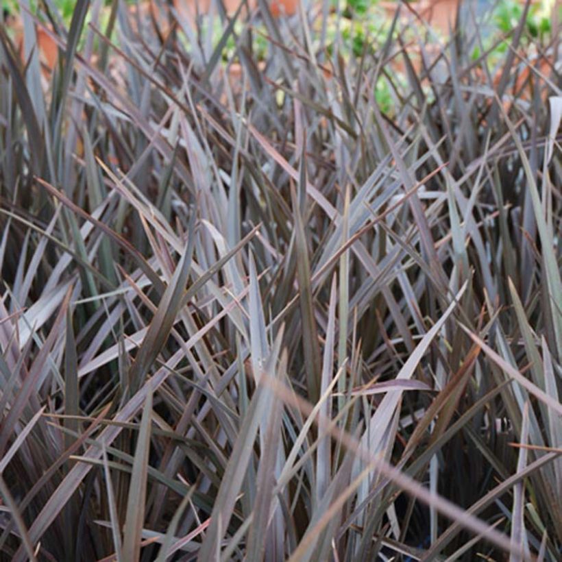 Phormium tenax Dark Delight (Laub)