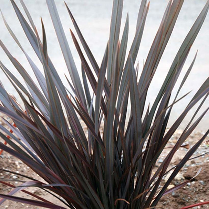 Phormium tenax Dark Delight (Hafen)