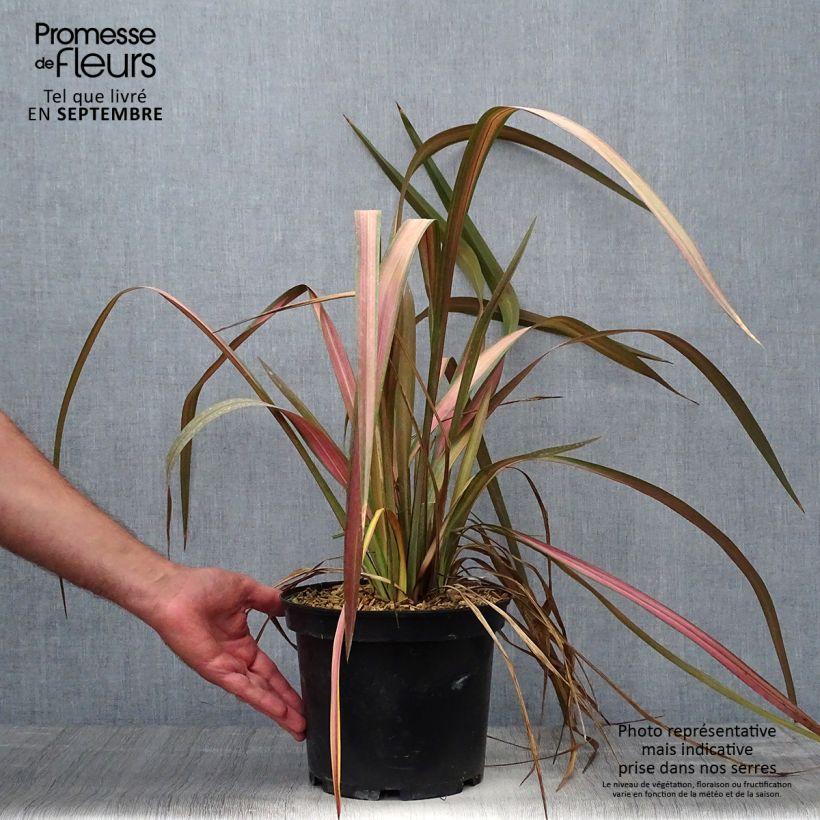 Exemplar von Phormium tenax Jester wie im Herbst geliefert