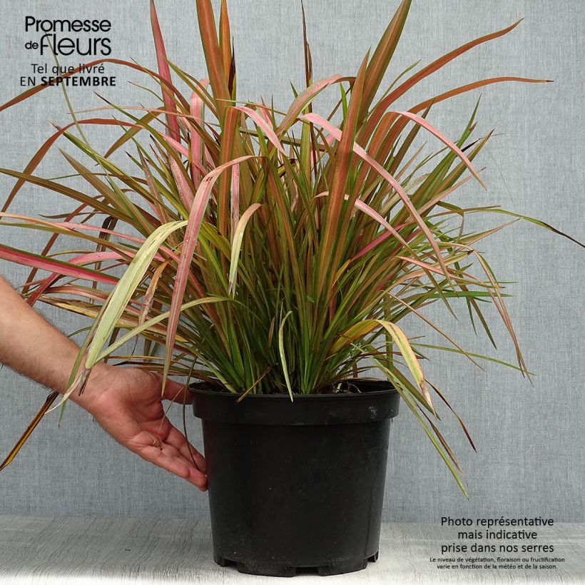 Exemplar von Phormium tenax Jester wie im Herbst geliefert