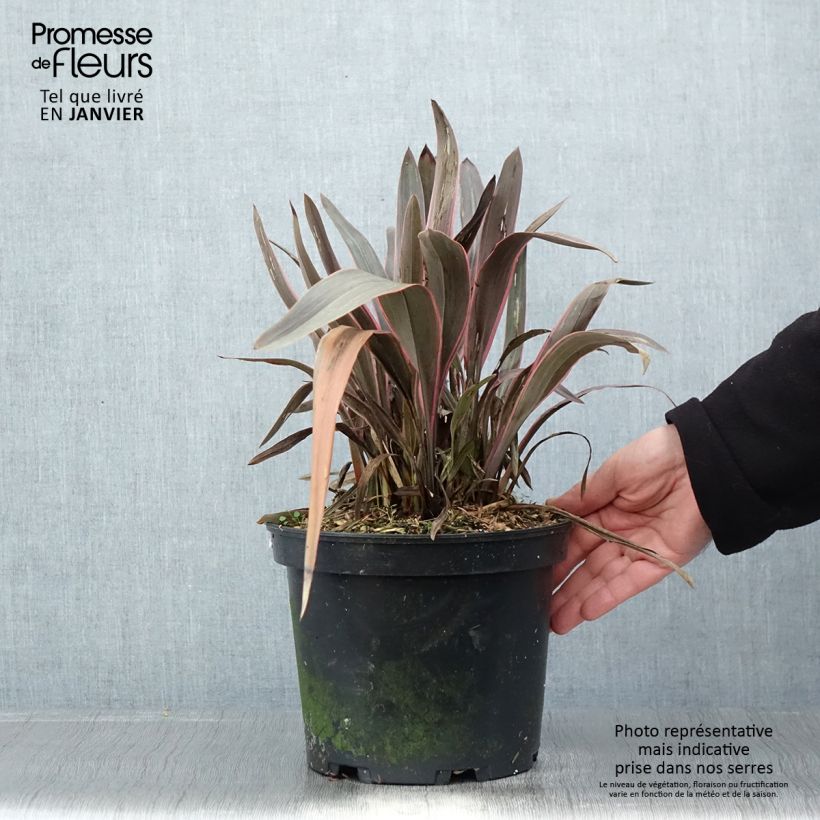 Exemplar von Phormium  Pink Stripe - Lin de Nouvelle-Zélande  Pot de 3L/4L wie im Winter geliefert