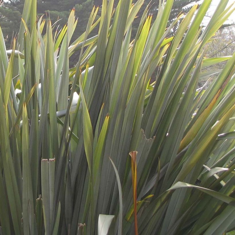 Phormium tenax - Neuseeländischer Flachs (Laub)