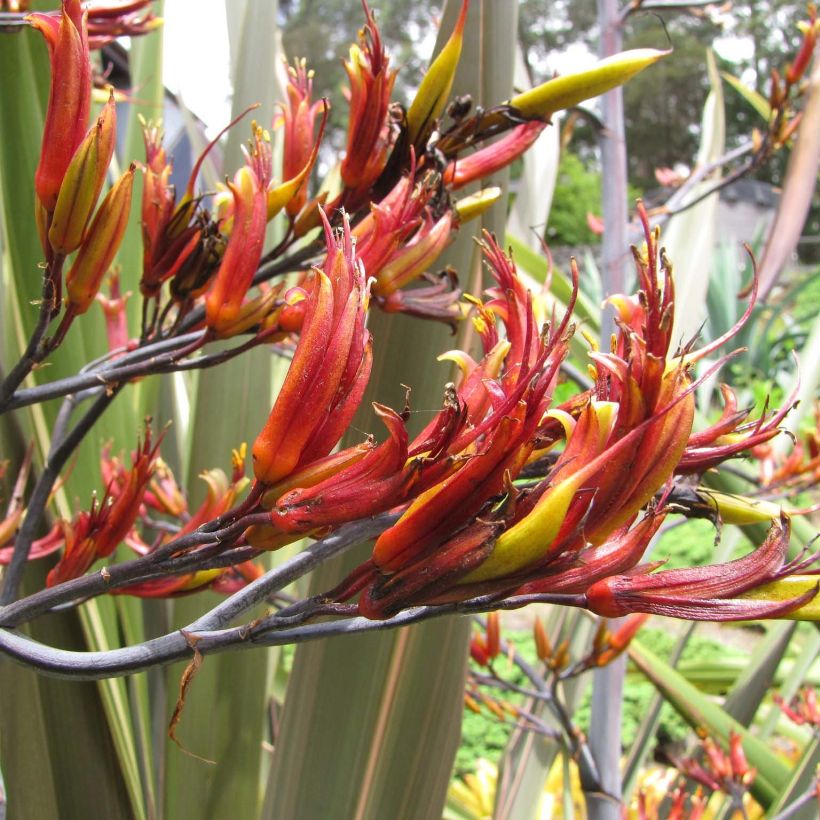 Phormium tenax - Neuseeländischer Flachs (Blüte)