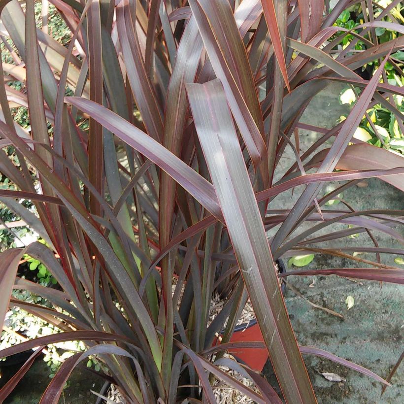 Phormium tenax Purpureum - Roter Neulseeländischer Flachs (Laub)