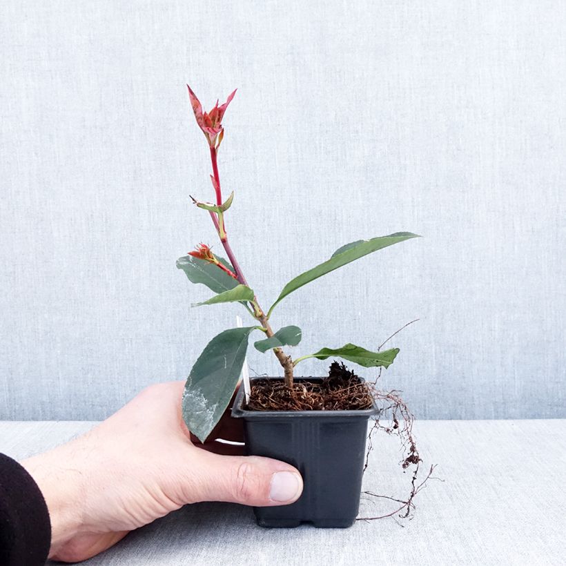 Exemplar von Rote Glanzmispel Camilvy - Photinia fraseri Kleine Töpfe von 8/9 cmGelieferte Höhe ca. 10/15cm wie im Winter geliefert