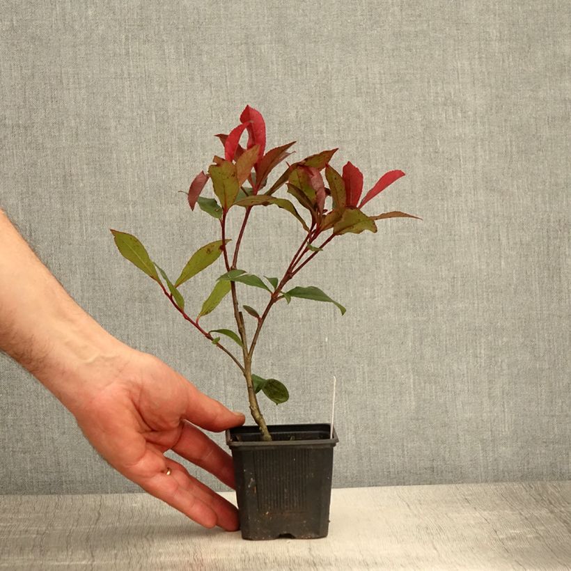 Exemplar von Rote Glanzmispel Carré Rouge - Photinia fraseri Kleine Töpfe von 8/9 cm wie im Frühjahr geliefert