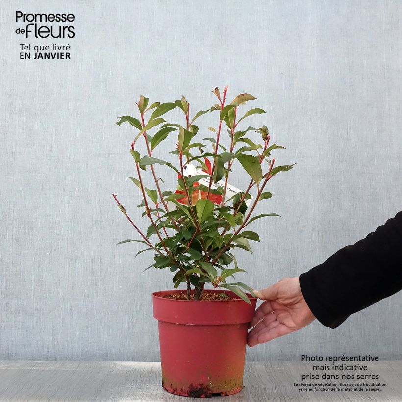 Exemplar von Photinia fraseri Devil's Dream Pot de 3L/4L wie im Winter geliefert