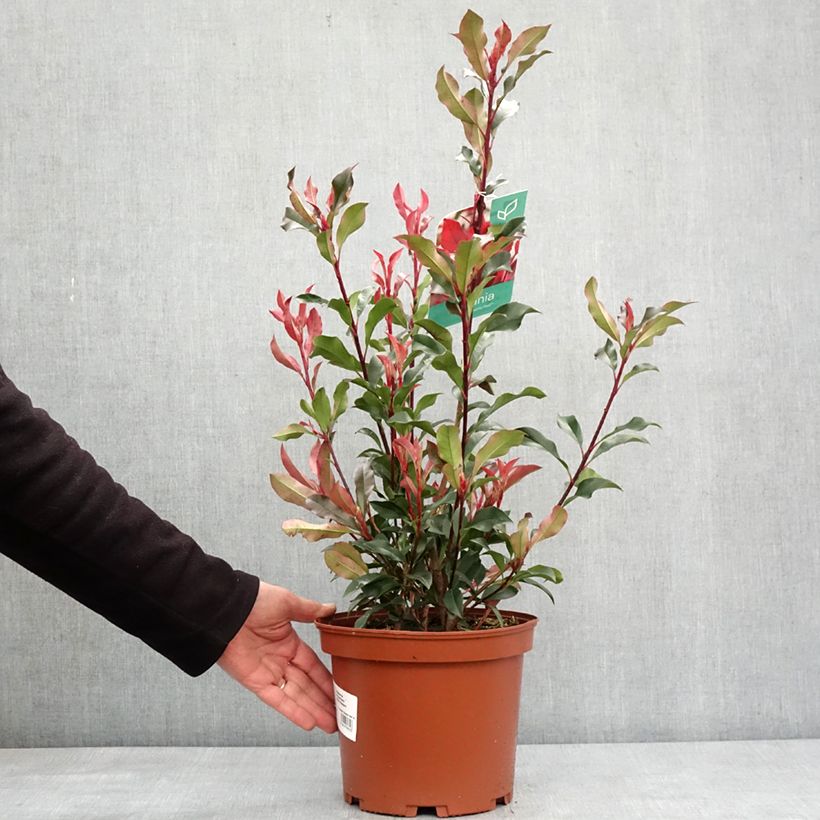 Exemplar von Rote Glanzmispel Dynamo Red - Photinia fraseri Topf mit 4L/5LGelieferte Höhe ca. 50/70cm wie im Winter geliefert