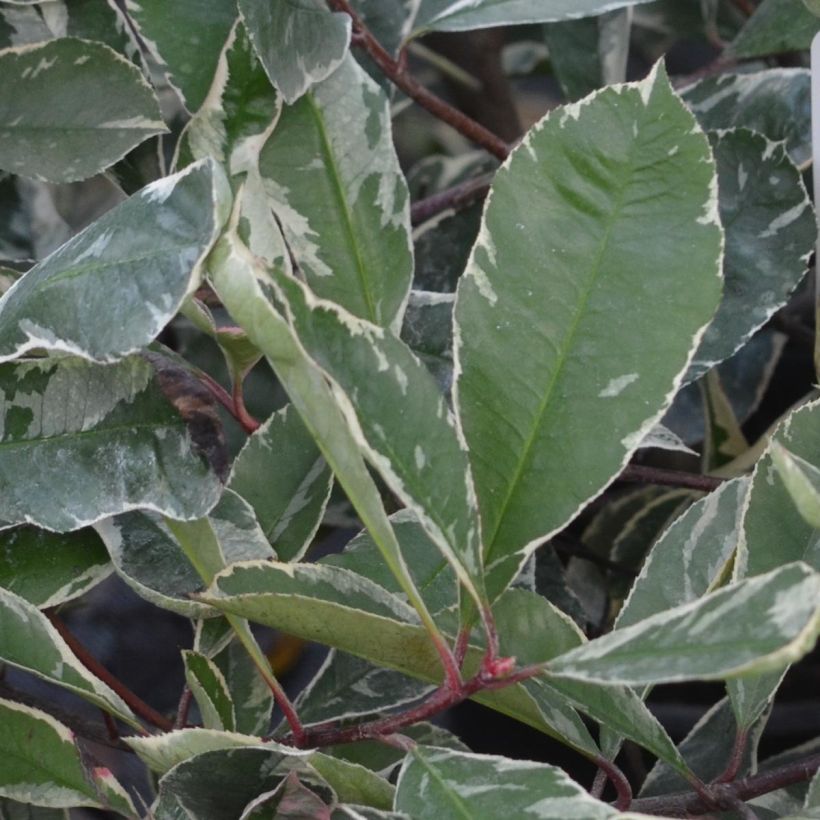 Weißgrüne Glanzmispel Pink Marble - Photinia fraseri (Laub)