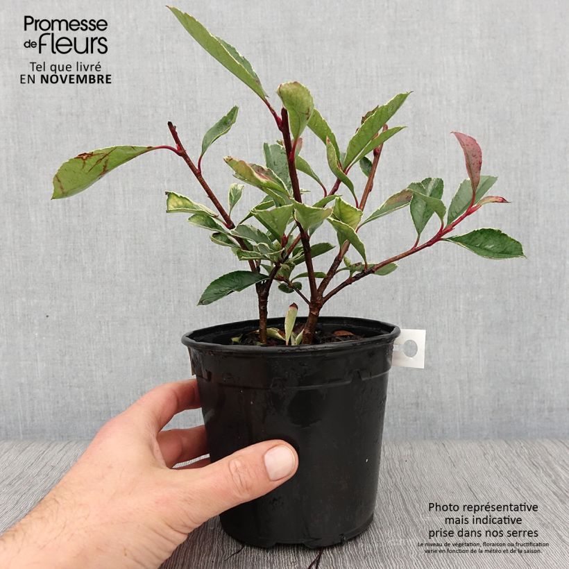 Exemplar von Weißgrüne Glanzmispel Pink Marble - Photinia fraseri wie im Herbst geliefert