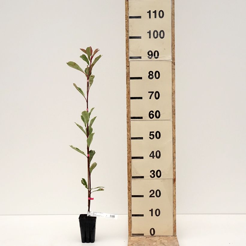 Exemplar von Weißgrüne Glanzmispel Pink Marble - Photinia fraseri Topf mit 1L/1,5LGelieferte Höhe ca. 120cm wie im Winter geliefert