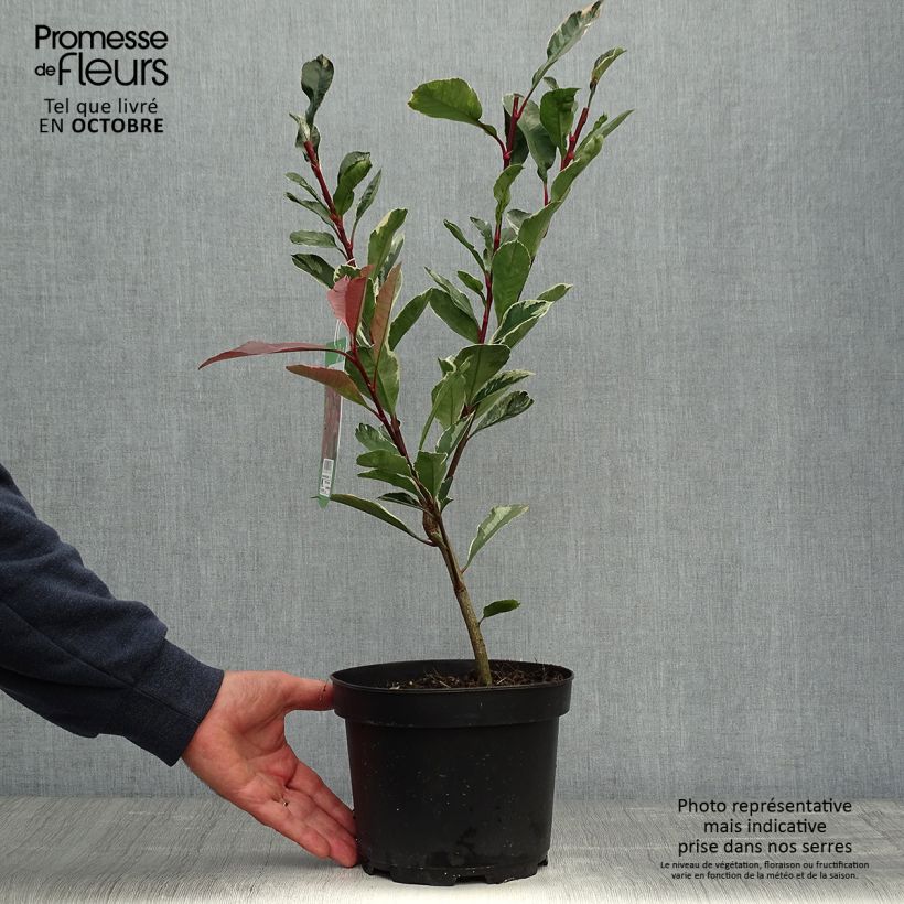 Exemplar von Weißgrüne Glanzmispel Pink Marble - Photinia fraseri wie im Herbst geliefert