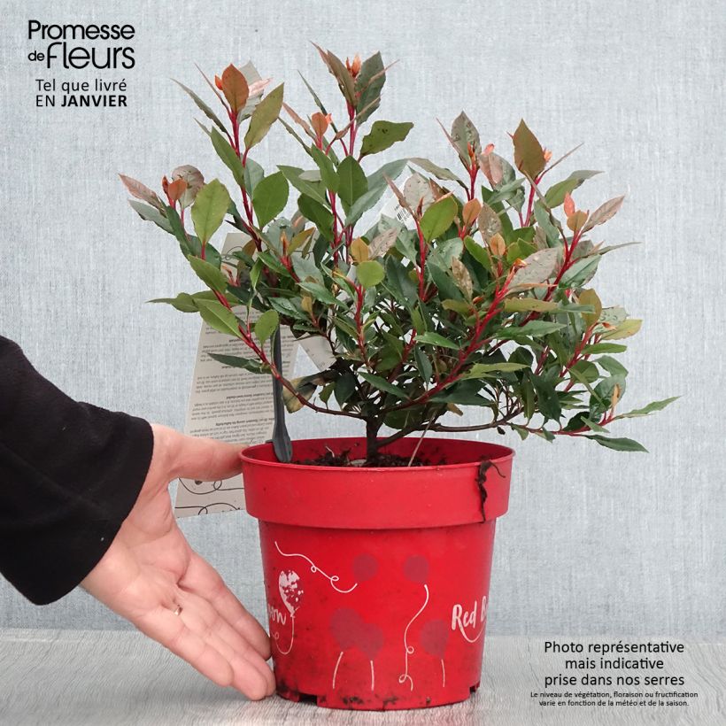 Exemplar von Photinia fraseri Red Ballcoon - Pot de 2L/3L wie im Winter geliefert