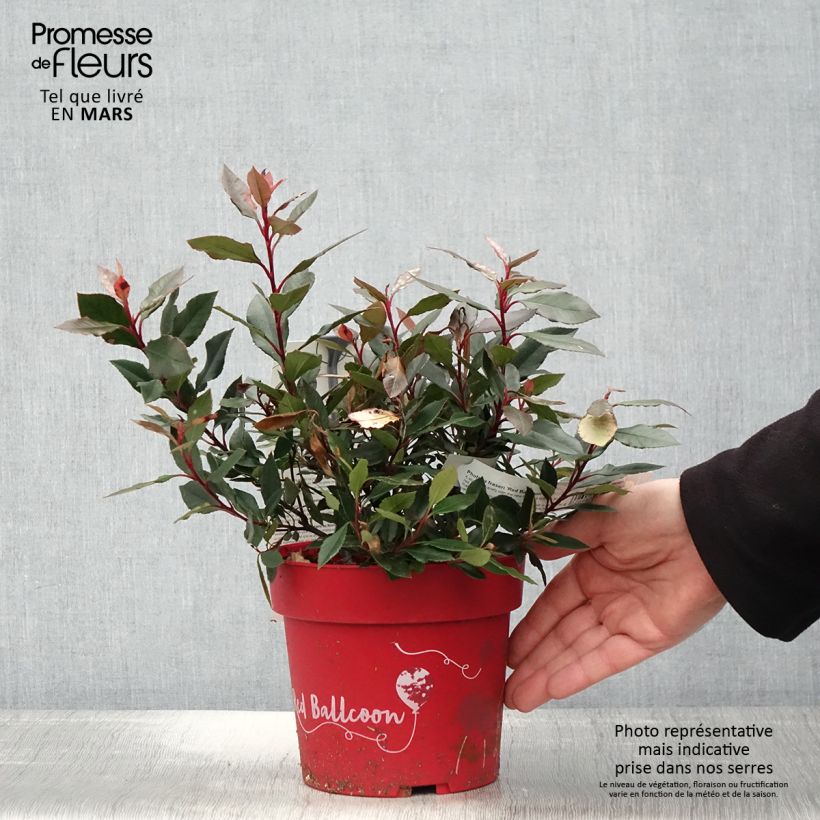 Exemplar von Rote Glanzmispel Red Ballcoon - Photinia fraseri Topf mit 2L/3L wie im Frühjahr geliefert