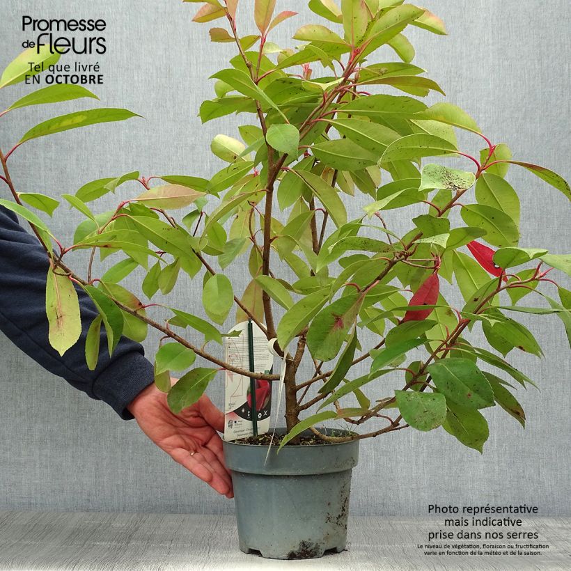 Exemplar von Photinia fraseri Red Light Pot de 3L/4L wie im Herbst geliefert