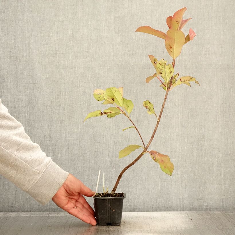 Exemplar von Photinia fraseri Red Robin Blood Godet de 9cm wie im Herbst geliefert