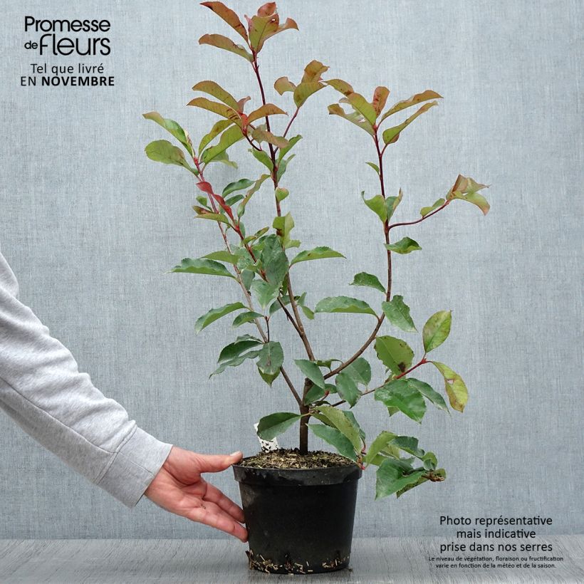 Exemplar von Photinia fraseri Red Select - Pot de 3L/4L - wie im Herbst geliefert