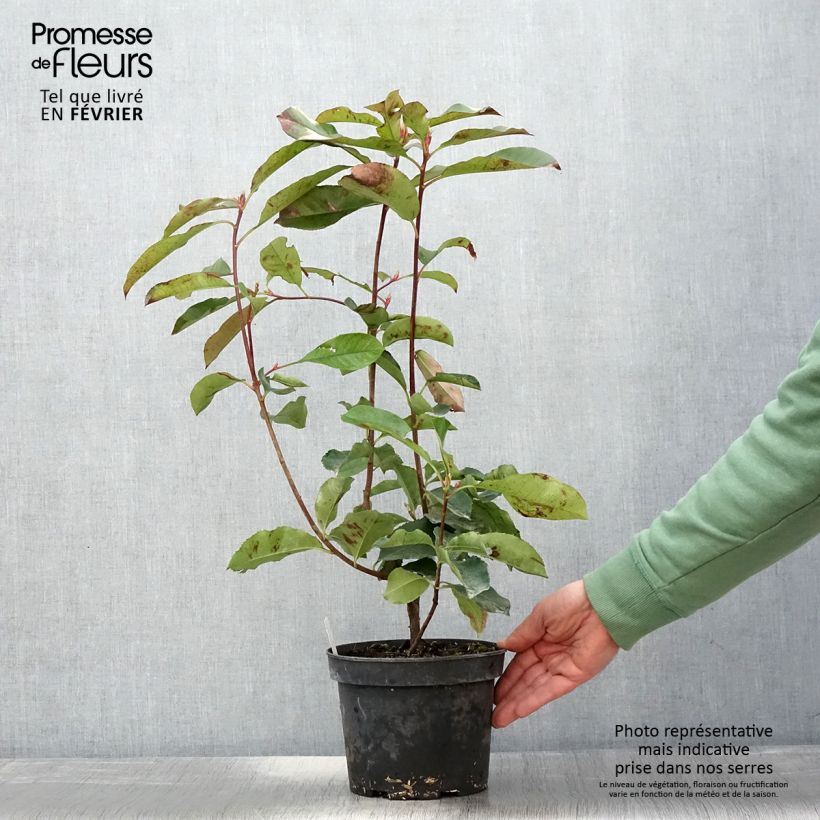 Exemplar von Photinia fraseri Red Select - Pot de 3L/4L - wie im Winter geliefert