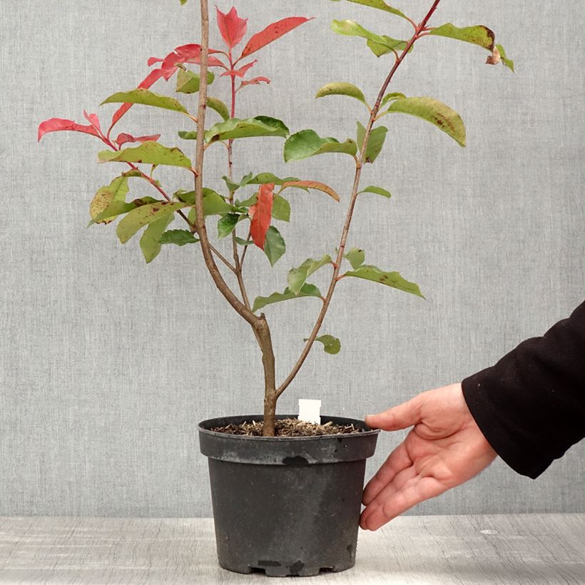 Exemplar von Rote Glanzmispel Red Select - Photinia fraseri Topf mit 3L/4LGelieferte Höhe ca. 20/40cm wie im Frühjahr geliefert