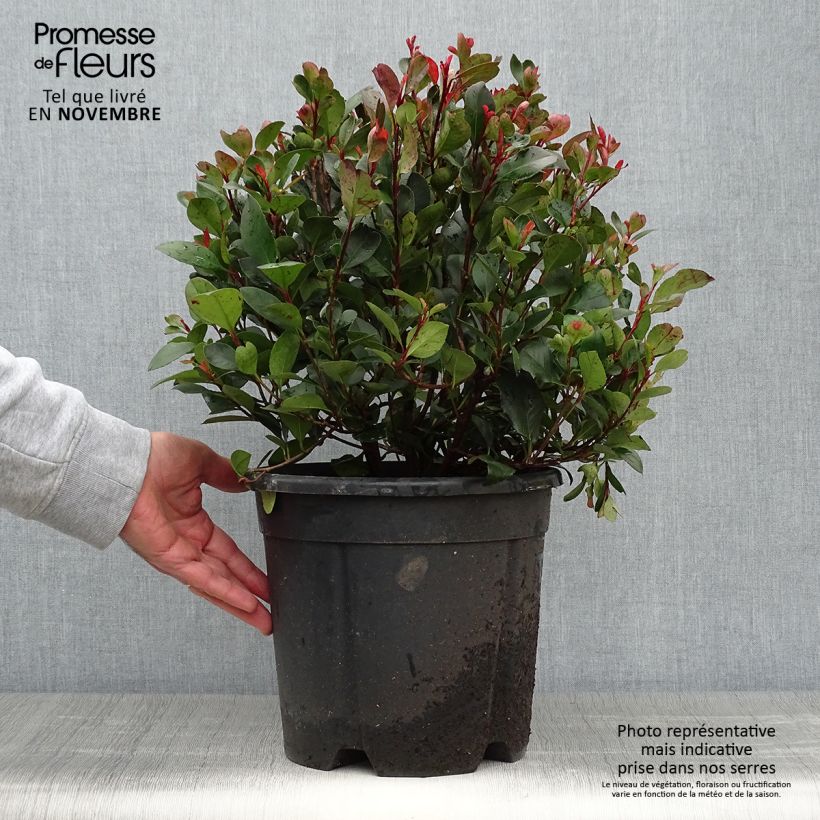 Exemplar von Zwerg Glanzmispel Little Red Robin - Photinia fraseri wie im Herbst geliefert