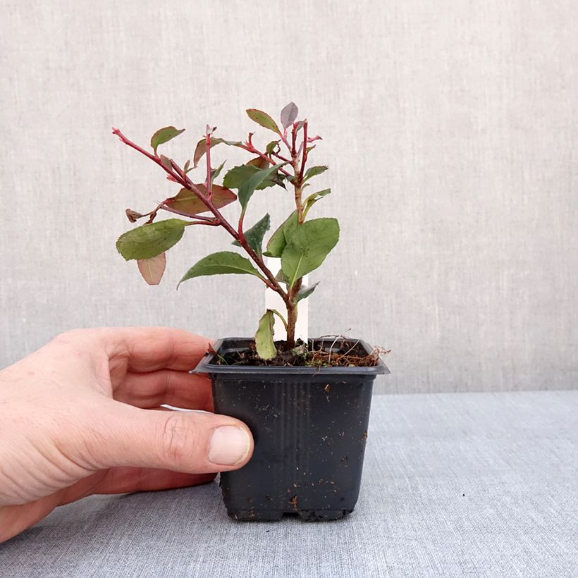 Exemplar von Zwerg Glanzmispel Little Red Robin - Photinia fraseri Kleine Töpfe von 8/9 cm wie im Winter geliefert