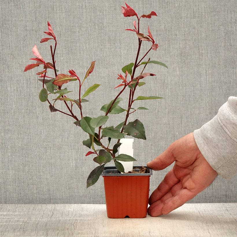 Exemplar von Zwerg Glanzmispel Little Red Robin - Photinia fraseri Kleine Töpfe von 8/9 cm wie im Frühjahr geliefert