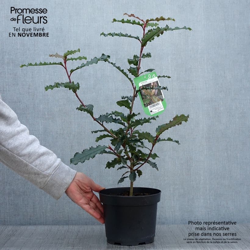 Exemplar von Photinia serratifolia Crunchy Pot de 2L/3L wie im Herbst geliefert