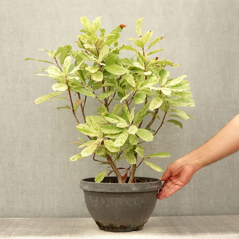 Exemplar von Photinia serratifolia Pink Crispy en pot de 7L wie im Sommer geliefert