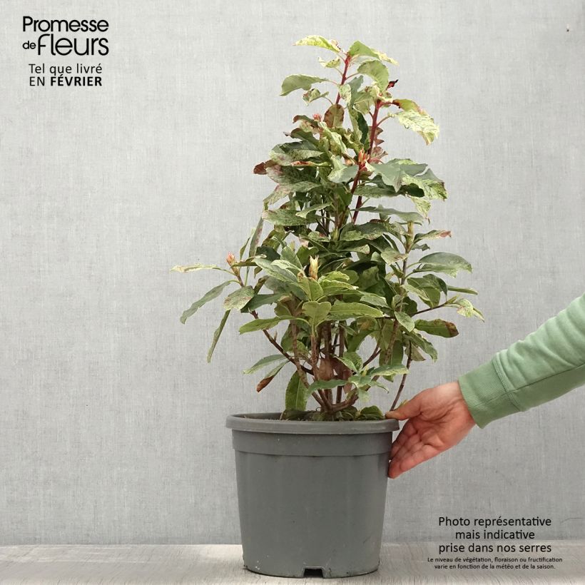 Exemplar von Photinia serratifolia Pink Crispy - Sägeblättrige Glanzmispel wie im Winter geliefert