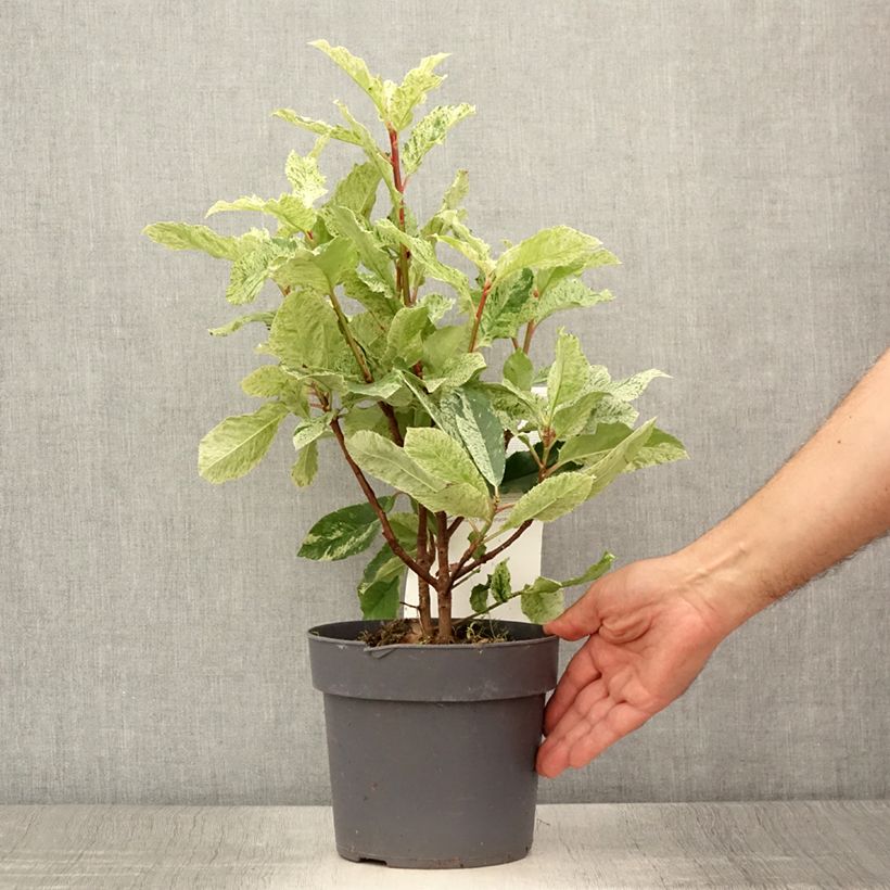 Exemplar von Photinia serratifolia Pink Crispy en pot de 2L wie im Sommer geliefert