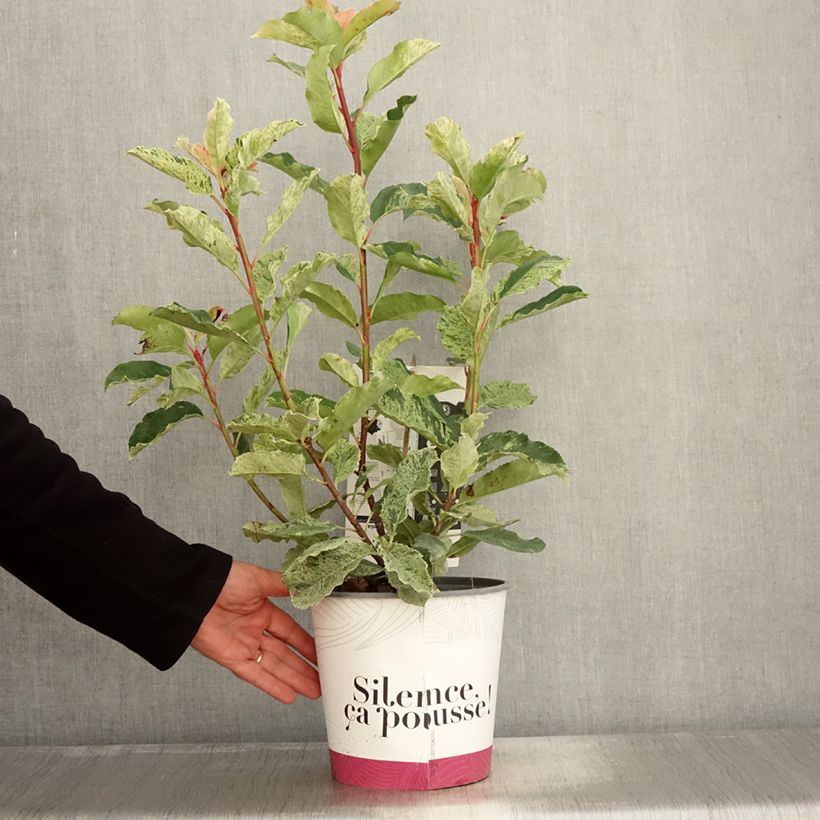 Exemplar von Photinia serratifolia Pink Crispy en pot de 4/5L wie im Herbst geliefert