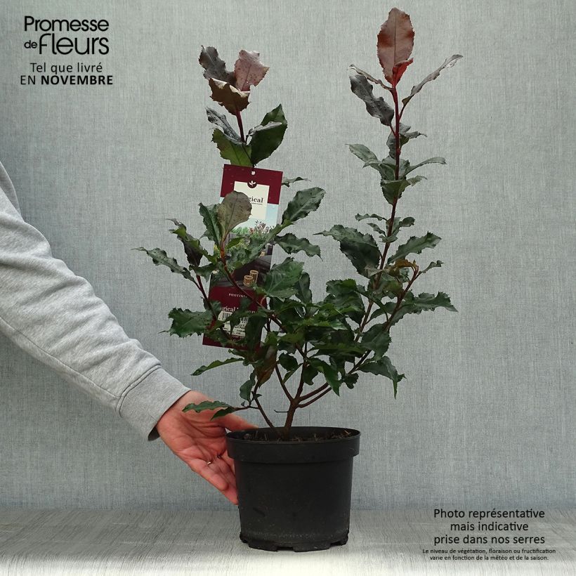 Exemplar von Photinia x fraseri Magical Volcano en pot de 2L/3L wie im Herbst geliefert