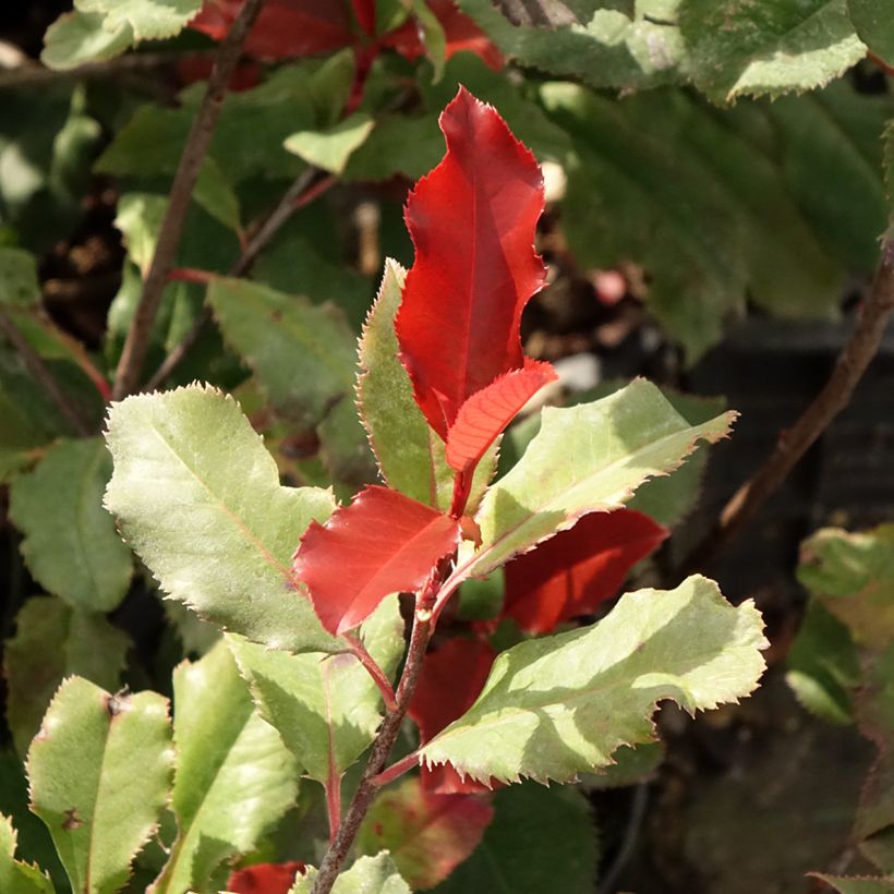 Rote Glanzmispel Magical Volcano - Photinia fraseri (Laub)