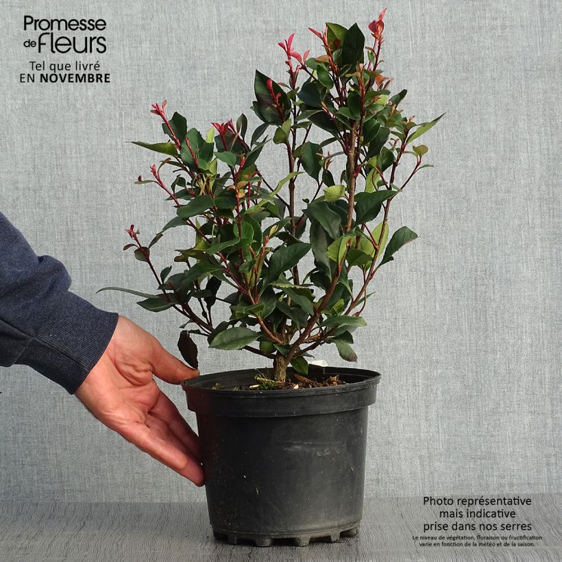 Exemplar von Photinia x fraseri Nana pot 2L./3L. - Photinia nain wie im Herbst geliefert