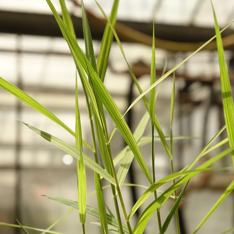 Phragmites australis Variegatus - Schilfrohr (Laub)