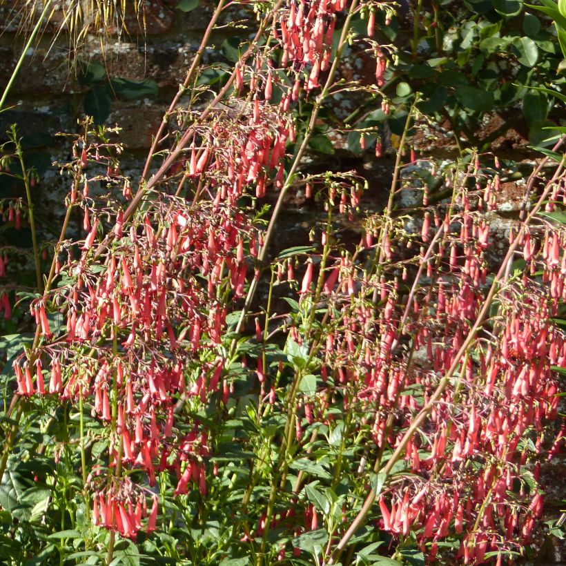 Kapfuchsie African Queen - Phygelius rectus (Blüte)