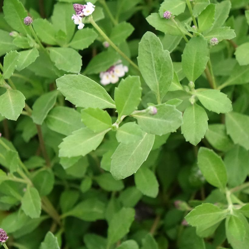 Phyla nodiflora var. canescens - Teppichverbene (Laub)