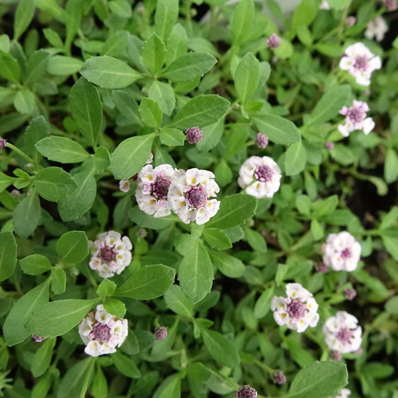 Phyla nodiflora var. canescens - Teppichverbene (Blüte)