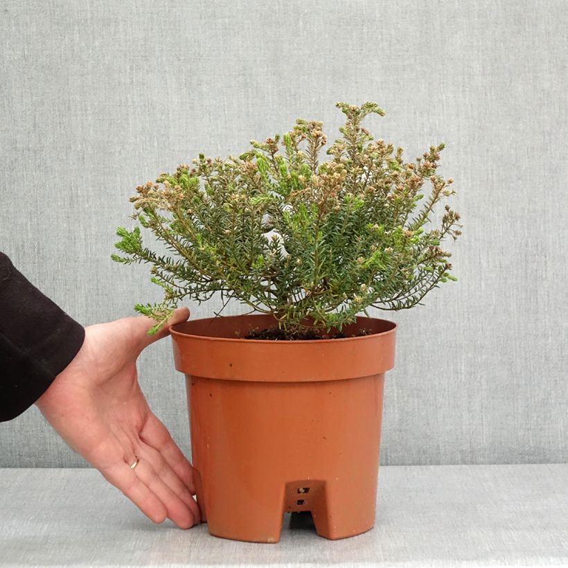 Exemplar von Phylica ericoides - Bruyère du cap Pot de 3L/4LHauteur livrée env. 20/30cm wie im Winter geliefert