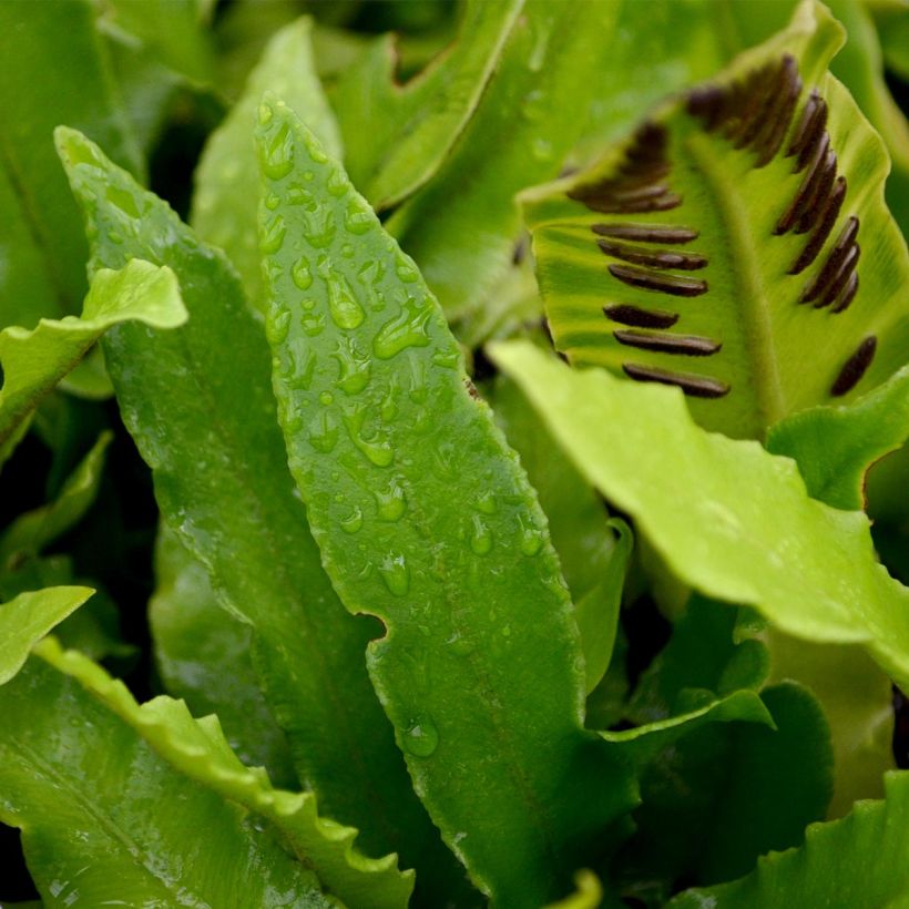 Hirschzungenfarn - Phyllitis scolopendrium (Laub)