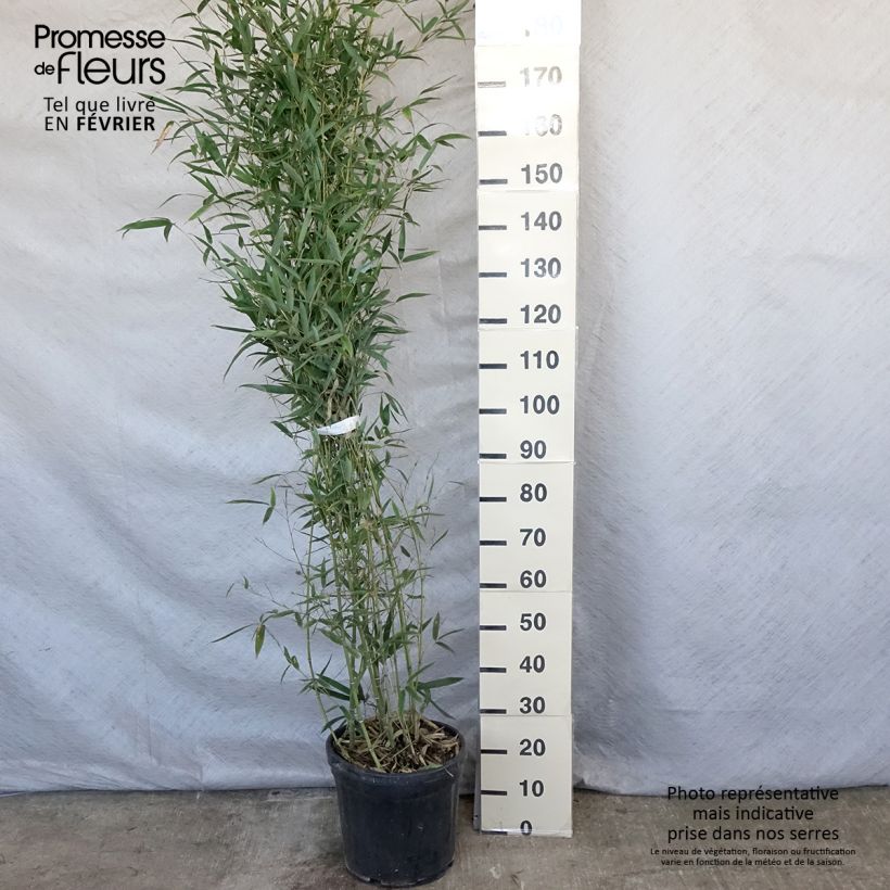 Exemplar von Goldrohr Bambus Holochrysa - Phyllostachys aurea Topf mit 12L/15LGelieferte Höhe ca. 150/200cm wie im Winter geliefert